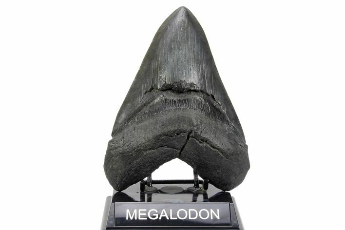 Serrated, Fossil Megalodon Tooth - Giant SC River Meg #365692